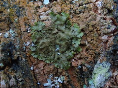 Melanohalea elegantula