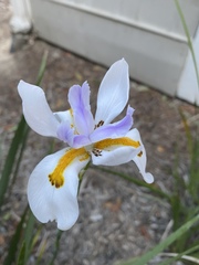 Dietes grandiflora