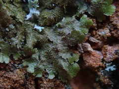 Melanohalea elegantula