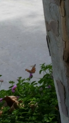 Vanessa cardui