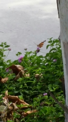 Vanessa cardui