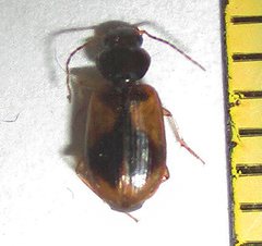 Amblystomus amabilis