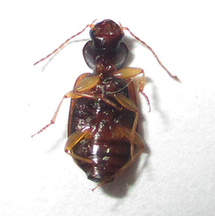 Amblystomus amabilis