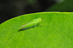 Neocoelidiini