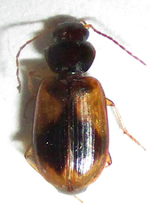 Amblystomus amabilis