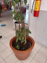 Magnoliopsida