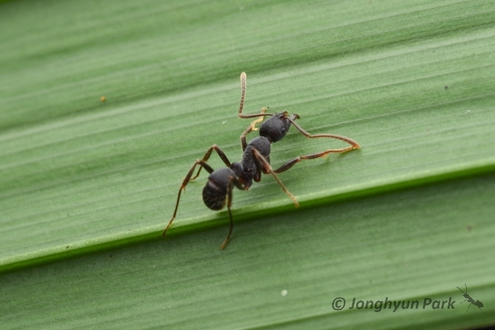 Holcoponera pleurodon