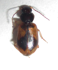 Amblystomus amabilis