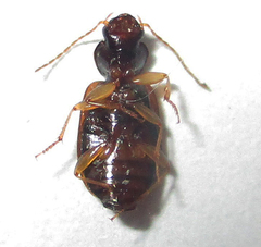 Amblystomus amabilis