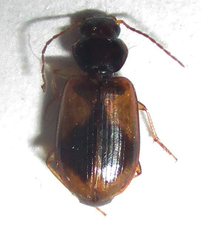 Amblystomus amabilis