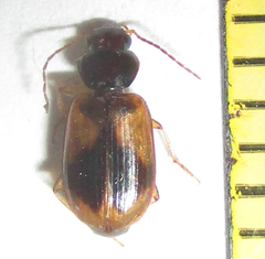 Amblystomus amabilis