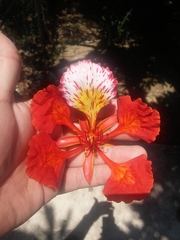 Delonix regia