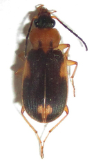 Chlaenius pulchellus