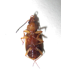 Chlaenius pulchellus