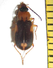 Chlaenius pulchellus