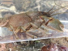 Cambarus latimanus
