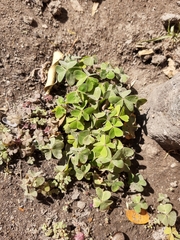 Oxalis