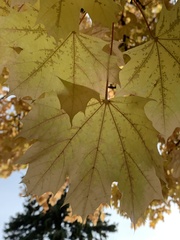 Acer platanoides