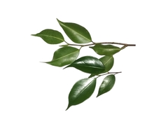 Ficus kurzii
