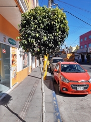 Ficus benjamina