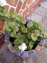 Pelargonium × hybridum