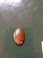 Schizoglossa