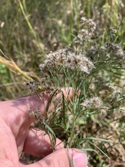 Eupatorium × pinnatifidum