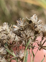 Eupatorium × pinnatifidum