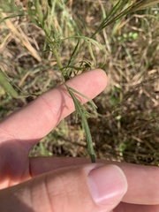 Eupatorium × pinnatifidum