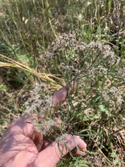 Eupatorium × pinnatifidum