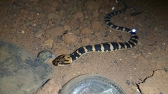 Homalopsis buccata