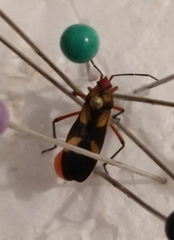 Oncopeltus guttaloides