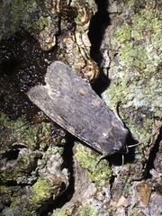 Lithophane laticinerea