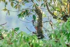 Dendrocopos himalayensis
