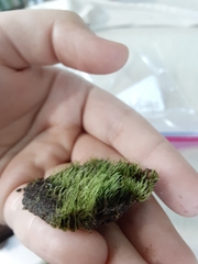 Bryophyta