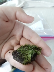 Bryophyta