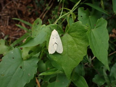 Spilarctia subcarnea