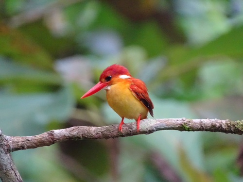 Rufous-backed Dwarf Kingfisher (Ceyx rufidorsa), photo 10