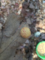Atrusca quercuscentricola