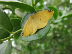 Perusia aurantiacaria