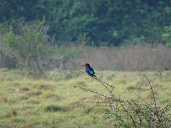 Halcyon cyanoventris