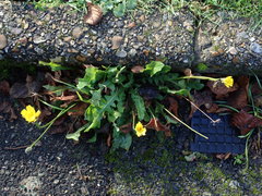 Leontodon saxatilis saxatilis