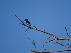 Halcyon cyanoventris