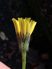 Leontodon saxatilis saxatilis