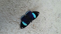 Diaethria eluina