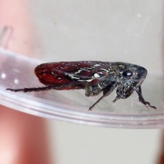 Apogonalia omani
