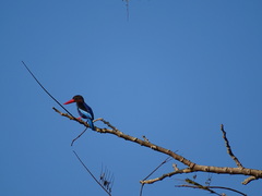 Halcyon cyanoventris