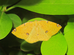 Perusia aurantiacaria