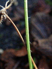 Leontodon saxatilis saxatilis