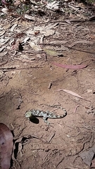 Urostrophus vautieri